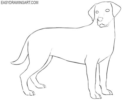 Image result for How to Draw a Labrador Step by Step