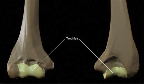 Understanding the Trochlea of the Humerus: Anatomy and Function ...
