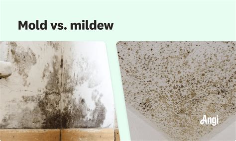 Black Mildew vs. Black Mold: What’s the Difference? | Angi