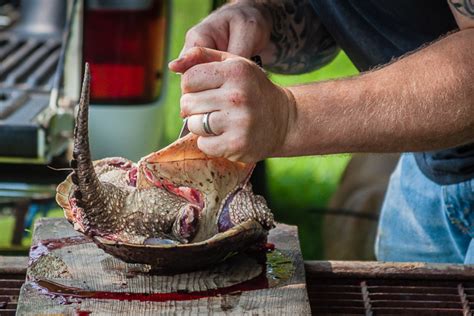 Image result for Snapping Turtle Cleaning