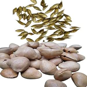 PS Agro Input Kaner with Bamboo Seeds, Yellow Oleander and Bambusa ...