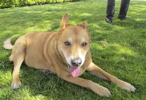 What Is A Dingo Mixed With