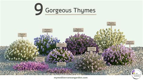 9 Thyme plants for your dry garden