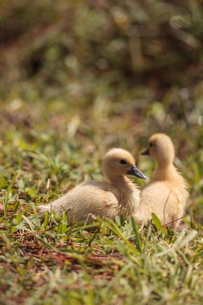 Field Dressing Birds 的图像结果