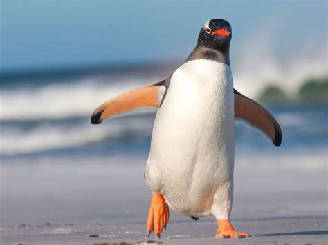 Do Penguins Have Knees? (Anatomy, Why They Waddle + FAQs) | Birdfact
