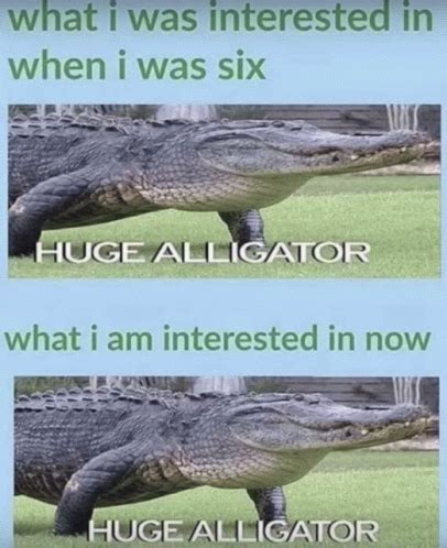 Alligator Exploding Meme 的图像结果