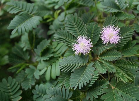 Can Plants Move – The Fascinating World Of Moving Plants