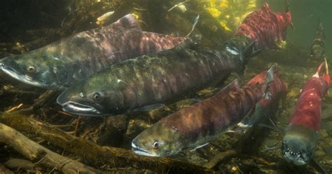 Steps for Importing Salmonids into the United States of America | U.S ...