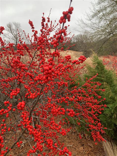 Winterberry Bush