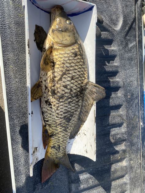 Image result for Alien Adelaide