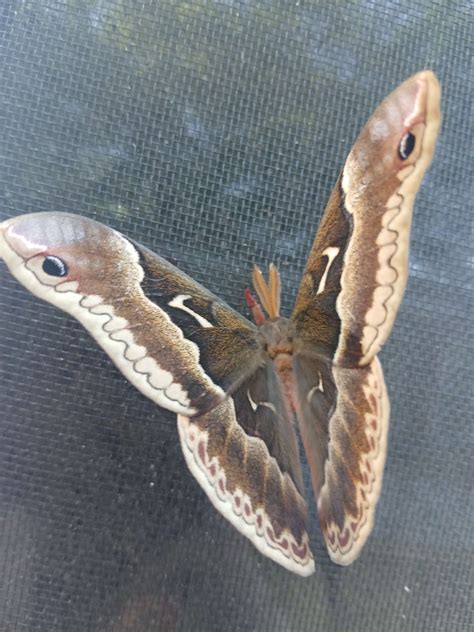 Hey uhm, is this silk moth harmful to touch? I touched its wings VERY ...