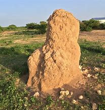 Image result for termite mounds