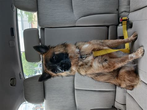 Animal Shelters in Las Vegas, NV - Find Paw Pal