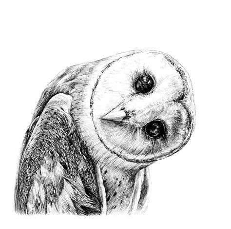 Barn Owls Drawings