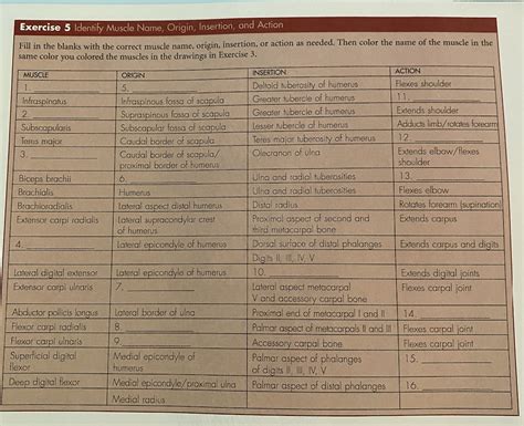 Image result for Example of Muscle Origin