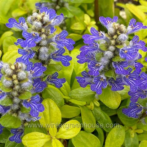 Bugleweed Ground Cover