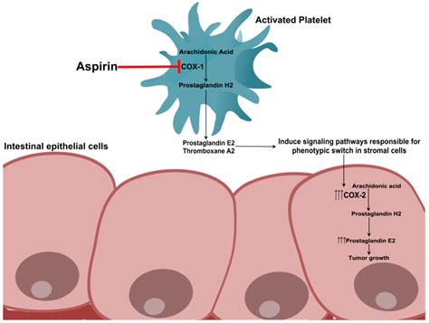 Aspirin Colorectal Cancer Guidelines at Georgia Ramsey blog