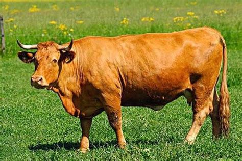 肉牛多少一斤？一年的肉牛能卖多少钱 - 致富热