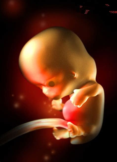 1—40周胎儿发育图 胎儿在子宫内发育全过程3D图 - 辣妈贝贝