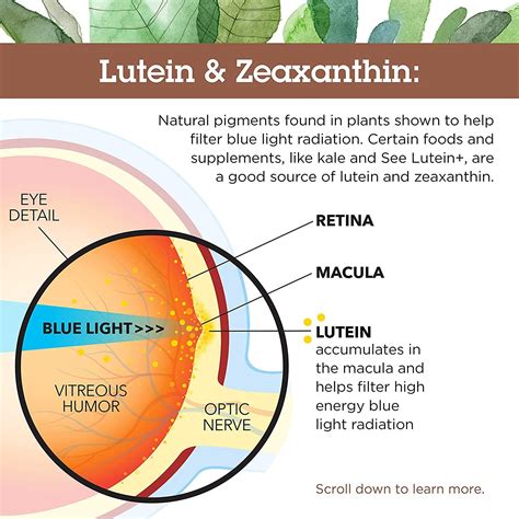 Lutein Polarity at Beverly Wesson blog