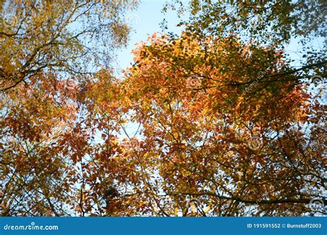Le Nord Yorkshire Maures Woodlands National Park Photo stock - Image du ...