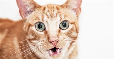 Image result for How to Help a Panting Cat