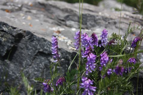 Purple Wild Flowers Free Stock Photo - Public Domain Pictures
