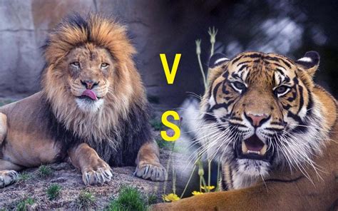 狮虎兽与虎狮兽的区别(狮虎兽与虎狮兽是什么样的动物？它们从何而来？) | 说明书网