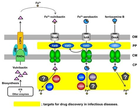 Iron-Utilization System in Vibrio vulnificus M2799