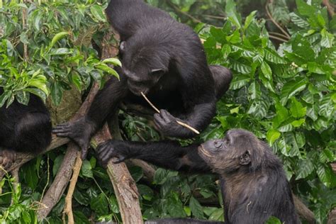 Image result for Chimps Using Sticks for Tools