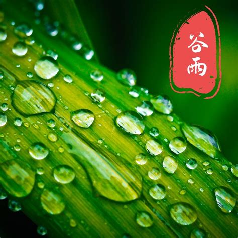 2022谷雨节气好看图片_最新谷雨时节高清图片素材 - QQ业务乐园