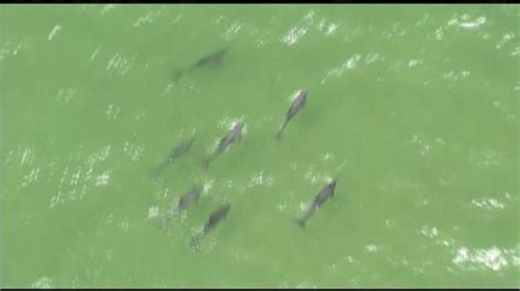 Hundreds of sharks gather off Pensacola Pass