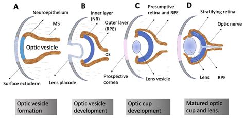 How Eyes Form: Embryology Explained Simply