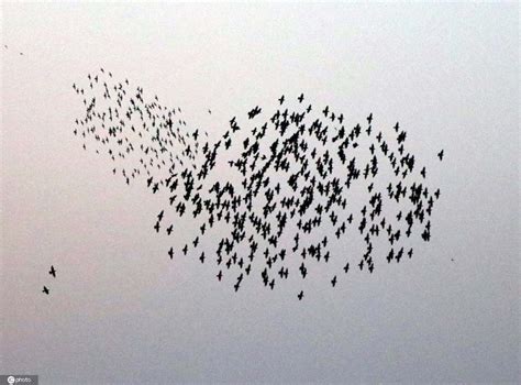 鸟群飞过土耳其城市上空 形成各种队形千奇百怪
