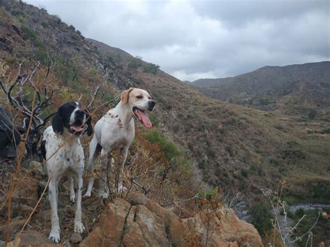 IMG-20190908-WA0047 – Asociacion Pointer Caza