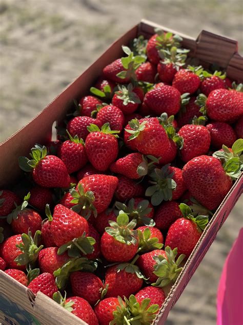 Strawberry U-Pick Info - Southern Hill Farms, Central Florida