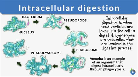 Image result for Digestive System Cells