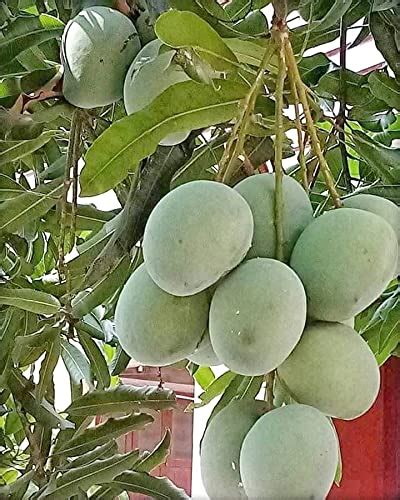 InGreen Himsagar and Kishan Bhog Mango Grafted Hybrid Live Plant- 2 Ft ...