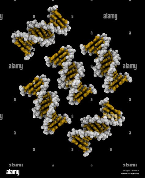 Space filling model dna hi-res stock photography and images - Alamy