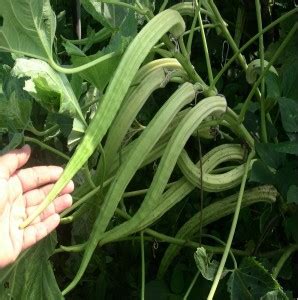 Biosnyg ®VXV-437 Elephant Tusk Variety Okra or Bhindi Seed Price in ...