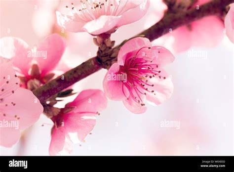 Spring Tree 的图像结果