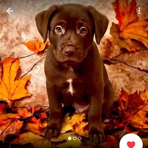 Male Puppy.... Beagle/Labrador mix according to breeder???? What do you ...