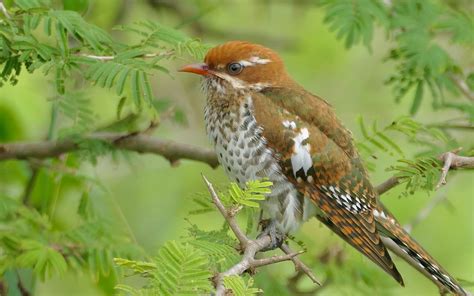 Download wallpaper 2560x1600 amadina, branches, trees, leaves, bird ...