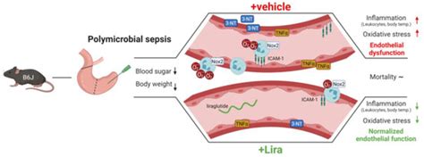 GLP-1 Analog Liraglutide Improves Vascular Function in Polymicrobial ...