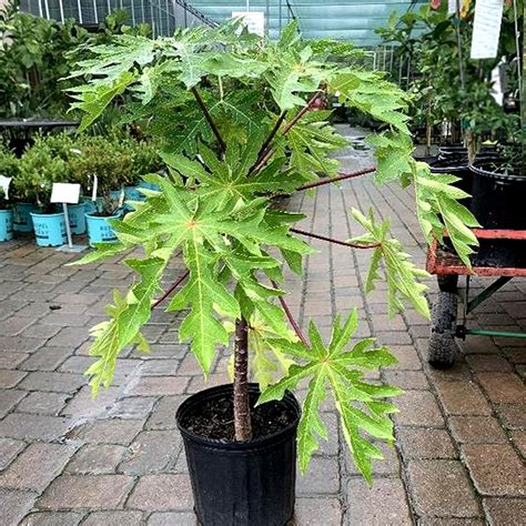 UGALOO Papaya Fruit hybrid Plant (6 Month Age Plant) : Amazon.in ...