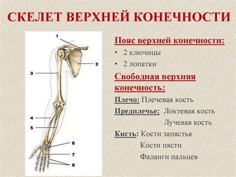 Опорно - двигательная система. Урок № 2.3. Скелет конечностей - online ...