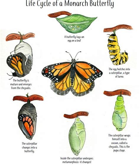 Butterfly life cycle – Artofit