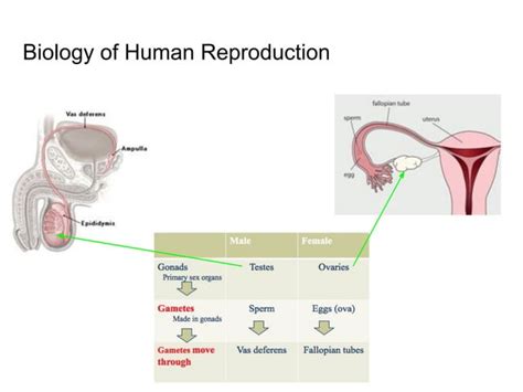 Image result for Natural Human Body Reproduction
