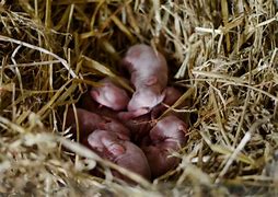 Image result for Newborn Wild Baby Bunnies
