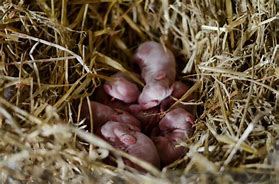 Image result for Newborn Wild Rabbits